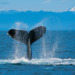 Humpback Whale