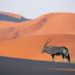 Oryx Antelope